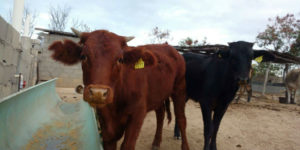 Red Heifer--Prophetic Shadow Picture